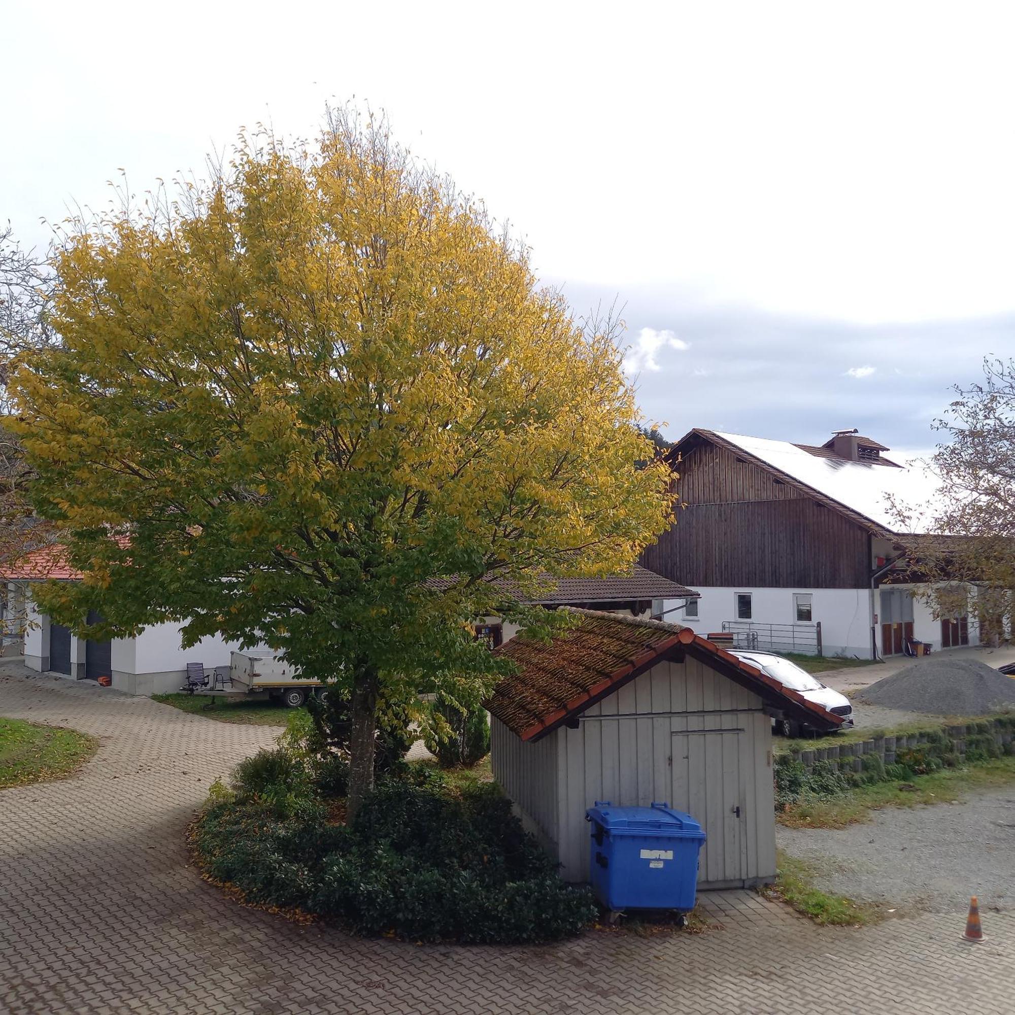 Ferienhof Metzler Bodnegg Extérieur photo